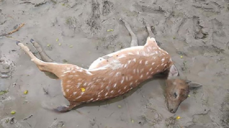 কাদায় মাথা উল্টে পড়েছিল মৃত মায়া হরিণ