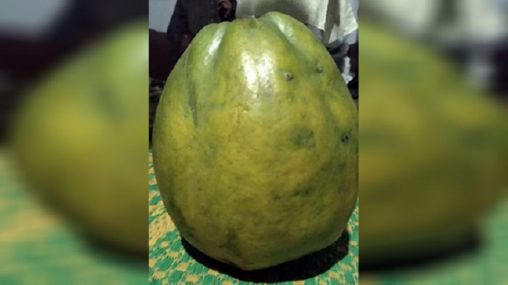 একটি পেঁপে বিক্রি হলো এক লাখ ৬৯ হাজার টাকায়