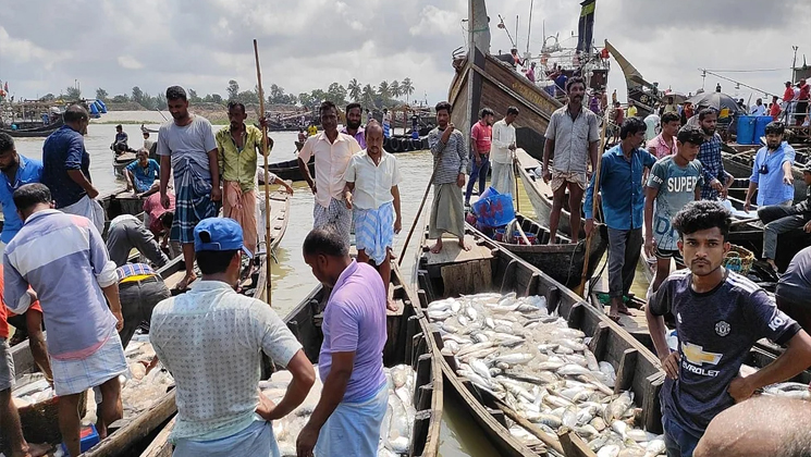 কেন ১,৩০০ কিলোমিটার সাঁতরে বাংলাদেশে আসে ইলিশ?