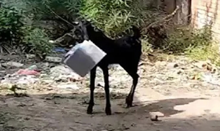 সরকারি অফিসের ফাইল নিয়ে পালাল ছাগল!