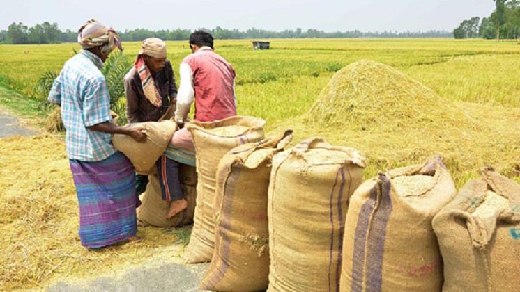 সাতক্ষীরায় ১২ হাজার মেট্রিক টন আমন সংগ্রহ করবে সরকার
