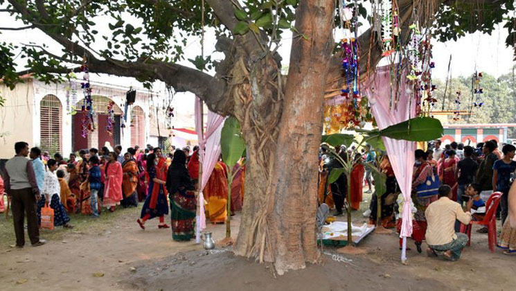 ধুমধামে বিয়ে হলো দুই গাছের