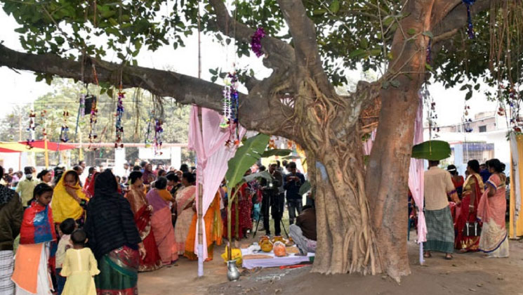 দুই গাছের বিয়ের অতিথি হাজার মানুষ