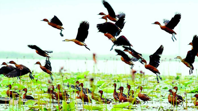 শীতের আগমনিবার্তা নিয়ে অতিথি 