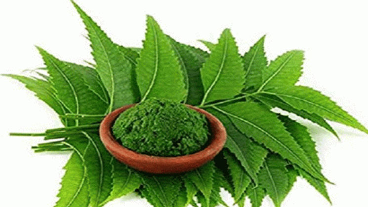 কৃমি নির্মূল করে নিম পাতা