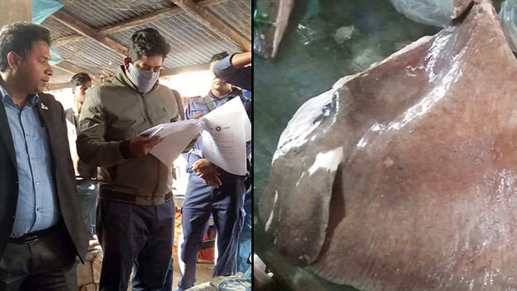 পটুয়াখালীতে শাপলাপাতা মাছ জব্দ