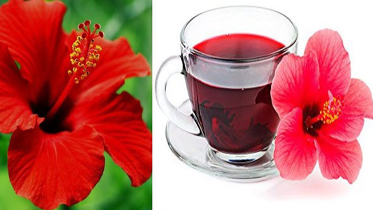 জবা ফুলের গুণাগুণ