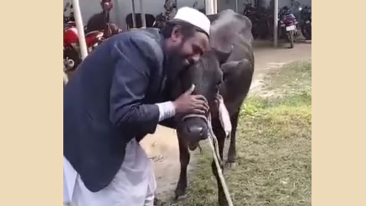 চুরি হওয়া গরু ফেরত পেয়ে বুকে জড়িয়ে কান্না কৃষকের