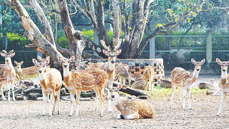 কোটি টাকার হরিণ বিক্রি করেছে ঢাকা চিড়িয়াখানা