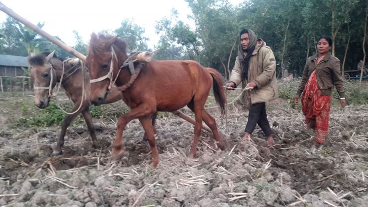 ঠাকুরগাঁওয়ে গরুর বদলে ঘোড়া দিয়ে হালচাষ