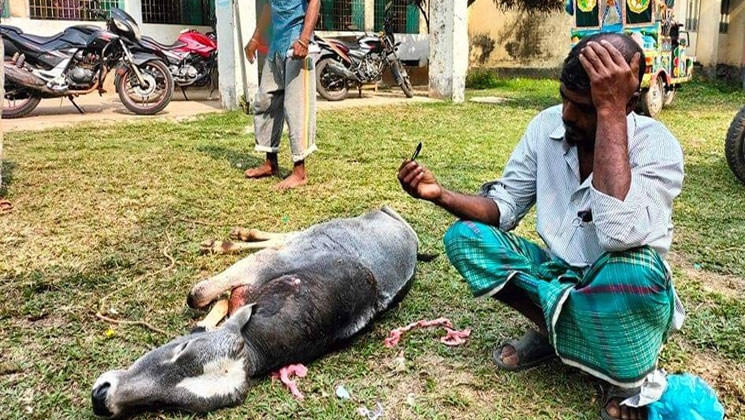 ভেতরে ব্লেড রেখেই অস্ত্রোপচার, গরু নিয়ে হাসপাতালে কৃষক