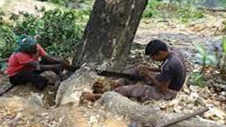 গাছ কাটতে গিয়ে প্রাণ হারালেন আমিন হোসেন
