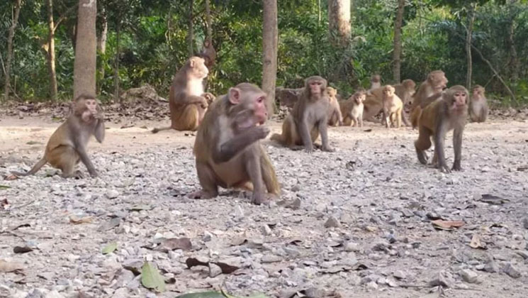 খাদ্যসংকটে বন্যপ্রাণী