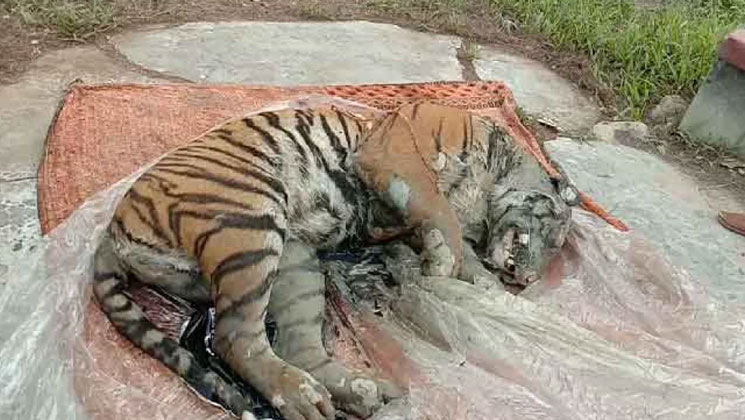 সুন্দরবনে মৃত বাঘ উদ্ধার