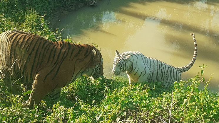 পাওয়া গেল গোপন করে যাওয়া সাফারি পার্কে বাঘের মৃত্যুর খবর