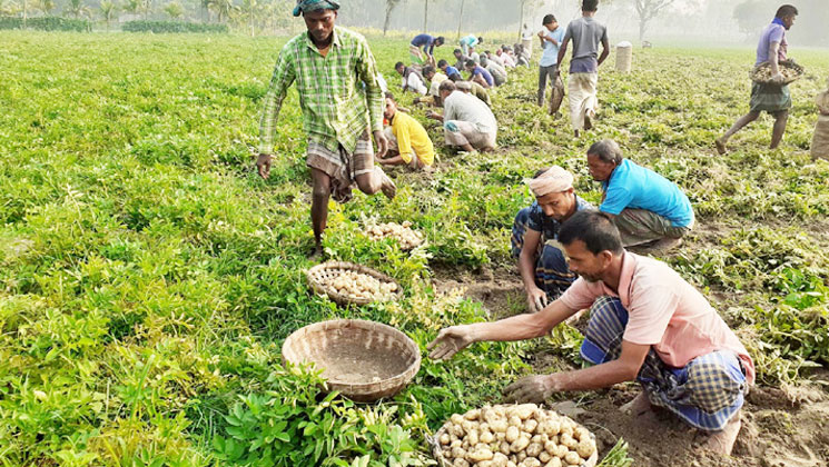 আলু বাম্পার ফলনে চিন্তায় কৃষক, ৫টাকা কেজি