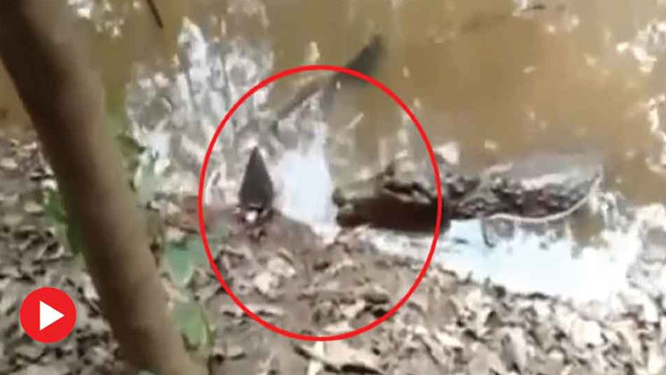 মাছের শরীর থেকে উৎপাদিত হাইভোল্টেজের বিদ্যুতে ছটফট করে মারা গেল কুমির! (ভিডিও)