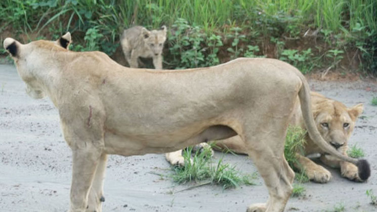 সাফারি পার্কে এবার সিংহের মৃত্যু