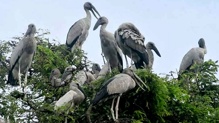নদী-নালায় চরে বেড়াচ্ছে অদ্ভুত লম্বা ঠোঁটের শামুকখোল