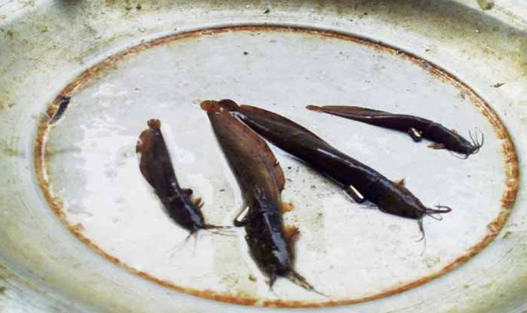 মাছের গলায় তাবিজ, এলাকায় চাঞ্চল্য সৃষ্টি