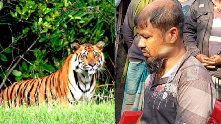 সুন্দরবনে ঢুকেই বাঘের মুখে, লড়াই করে ফিরে এলেন হায়াত ঢালী