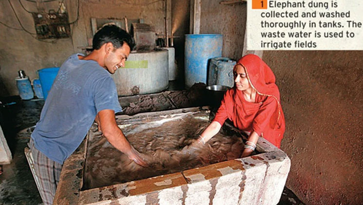 হাতির বিষ্ঠা থেকে কাগজ বানিয়ে দম্পতি এখন কোটিপতি!