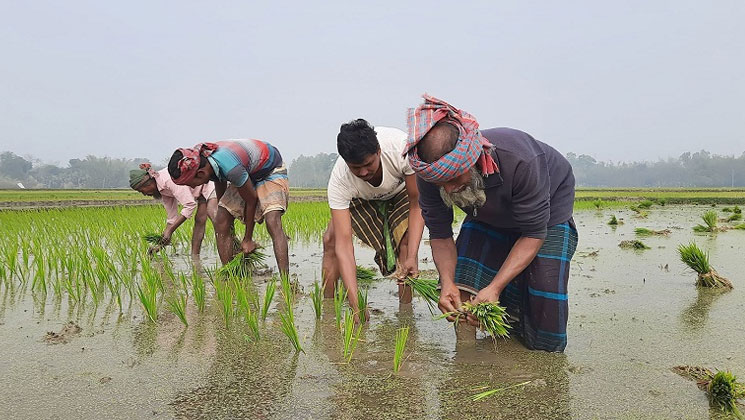 হাড় কাপানো শীতের মধ্যে বোরো ধান চাষে ব্যস্ত কৃষক