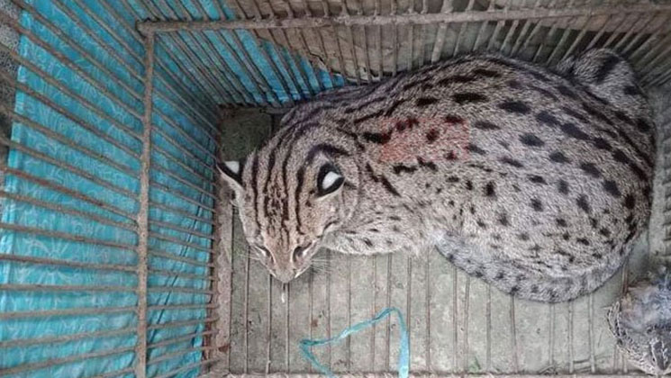 রাজবাড়ীতে ফাঁদ পেতে স্থানীয়রা ধরলেন মেছোবাঘ