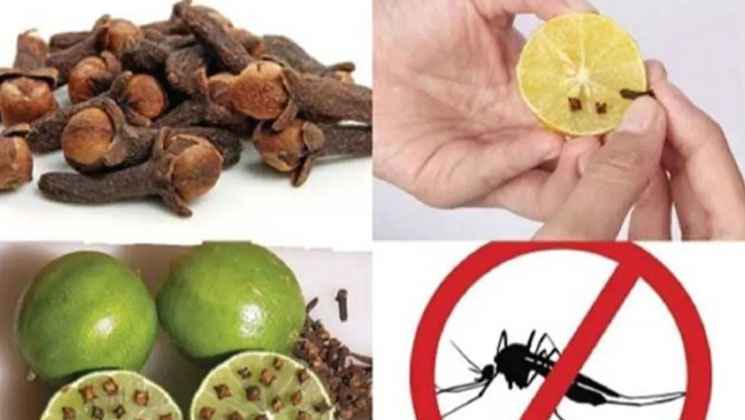 ঘরোয়া উপায়ে মশা দূর করার সহজ পদ্ধতি
