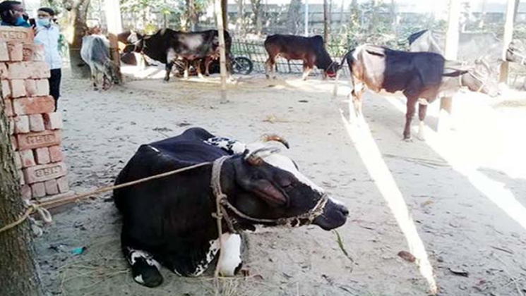 পরিবারের সবাই গরু চোর, বাদ পড়েনি বেয়াই-নাতজামাইও