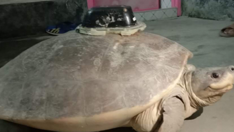 ধরা পড়ল পিঠে স্যাটেলাইট ট্র্যাকার লাগানো বিশালাকৃতির কচ্ছপ