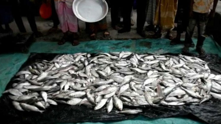 মুন্সীগঞ্জে ৪৮০ কেজি জাটকা উদ্ধার, আটক ২
