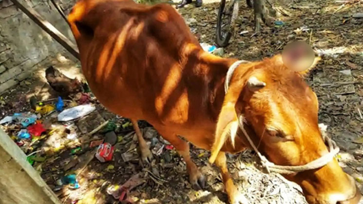 ভাতিজির বিয়েতে দাওয়াত না পেয়ে গরুর সঙ্গে চাচার নৃশংসতা