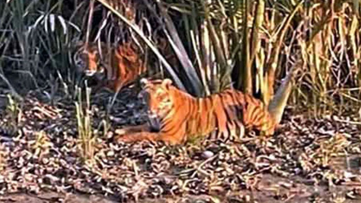 সুন্দরবনে জোড়ায় জোড়ায় ঘুরছে বাঘ, বিরল দৃশ্যে মুগ্ধ সবাই!