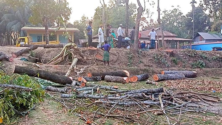 সরকারি গাছ কেটে নিলেন ইউপি চেয়ারম্যান