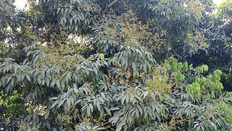 বোম্বাই-মাদ্রাজি-চায়না থ্রি’র মুকুলে সয়লাব দিনাজপুর