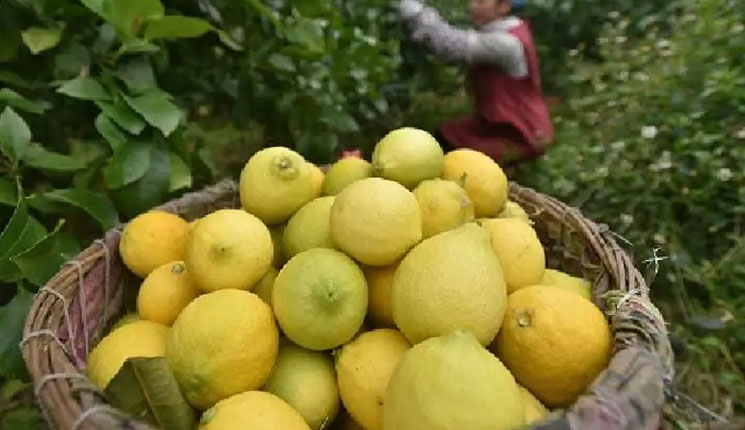 গরমে ১ টা পাতিলেবু উপকার দেবে ১১ টি জটিল সমস্যা থেকে, জানলে অবাক হবেন