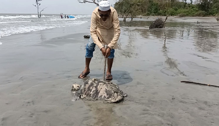 কুয়াকাটা সমুদ্রসৈকতে মিলল বিশাল আকৃতির মৃত কচ্ছপ