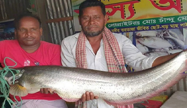 পদ্মায় বড়শিতে উঠে এলো সাড়ে ৯ কেজির বোয়াল