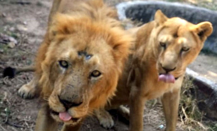 বঙ্গবন্ধু সাফারি পার্কে প্রেমিকের হিংস্রতা থেকে বাঁচানো গেল না নদীকে