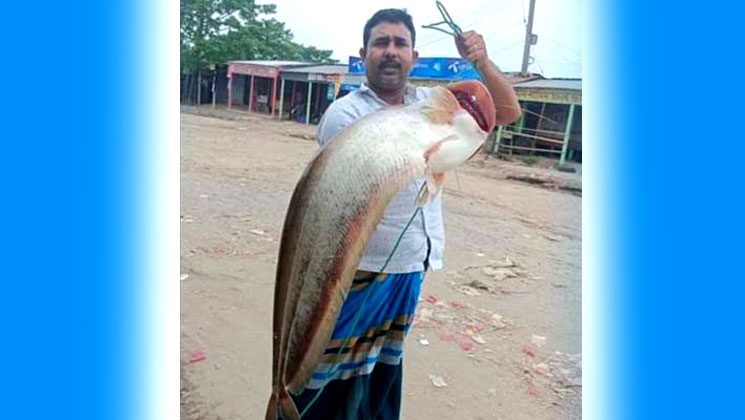 ১৩ কেজির বোয়ালের দাম ২৪ হাজার টাকা