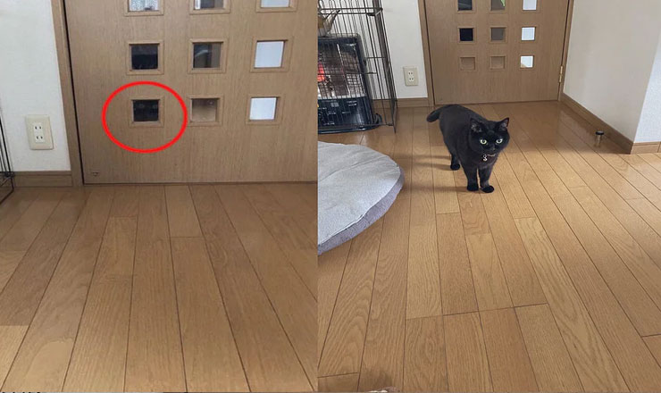 এই ছবিতে লুকিয়ে রয়েছে একটি প্রাণী, খুঁজে বের করতে পারবেন?