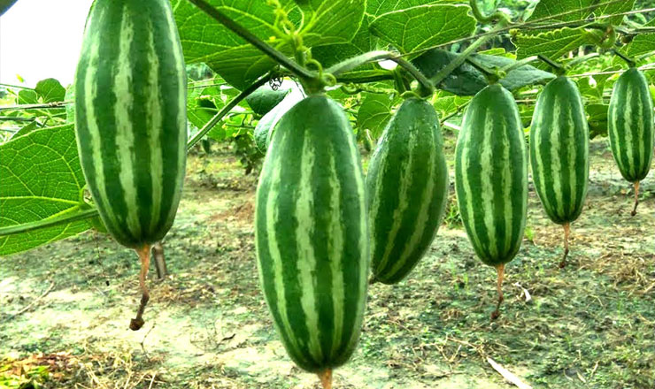 কেন পটল তোলা মানেই মারা যাওয়া? মৃত্যুর সঙ্গে কী সম্পর্ক এই নিরীহ সবজির?