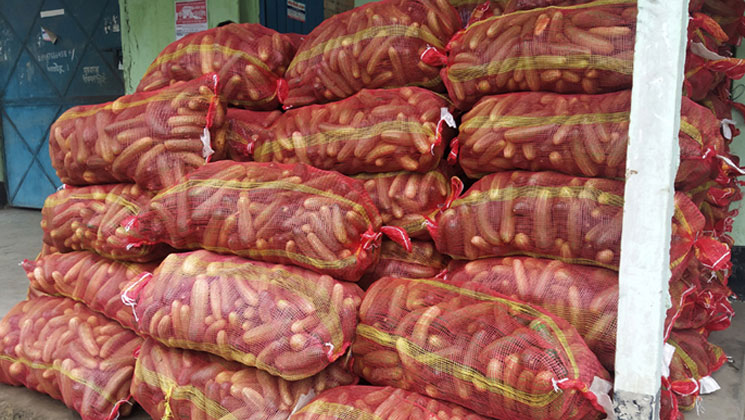 ৬ বস্তা শসাতেও মিলছে না এক কেজি গরুর মাংস