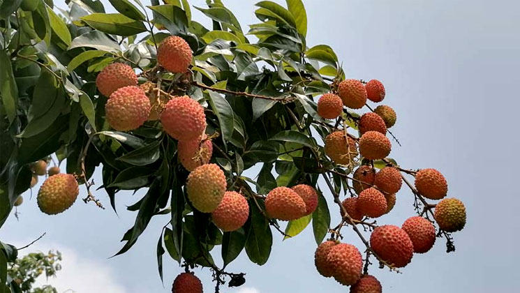 বাজারে এলো 'সোনারগাঁয়ের লিচু'