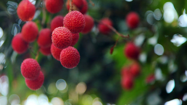 বাজারে এলো 'সোনারগাঁয়ের লিচু'