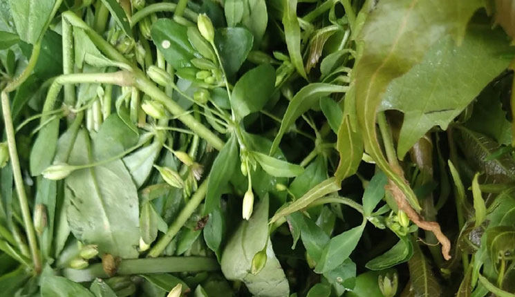 মুঠো মুঠো ওষুধ আর নয়, গ্রাম বাংলার এই শাকেই লুকিয়ে সঞ্জীবনী গুণ