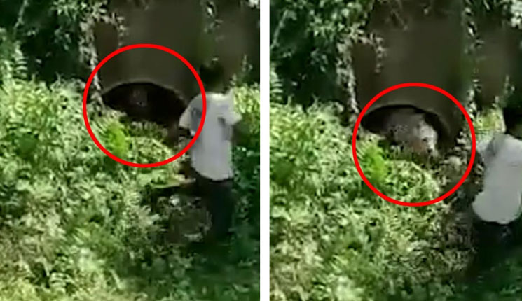 অতি উৎসাহে চিতাবাঘের সঙ্গে ছবি তোলার চেষ্টা! তার পর যা হল…