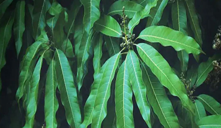 আম নয়, শুধু পাতা বিক্রি করেই লক্ষ লক্ষ টাকা আয় কৃষকের! কীভাবে জানেন?