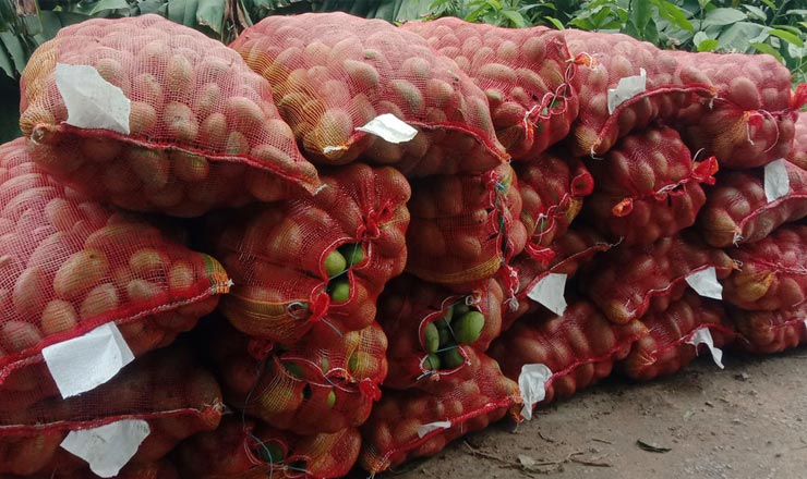 আমের কেজি ৩ টাকা